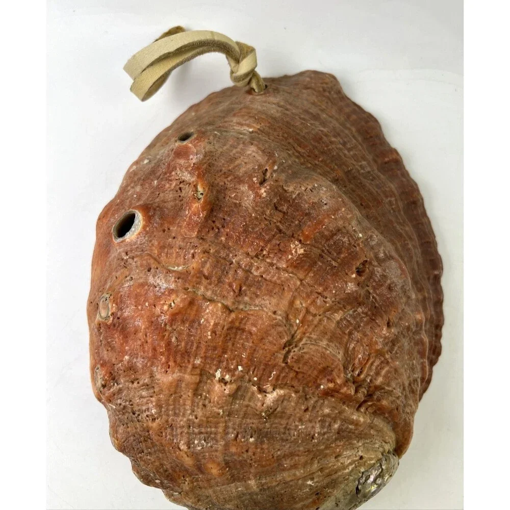 Vintage Abalone Half Shell 8.25